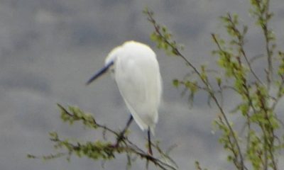 Misafirlerimiz Gelmiş