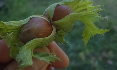 Fındıklar Toplanmaya Başladı